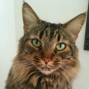 Meet your Posher, Leo